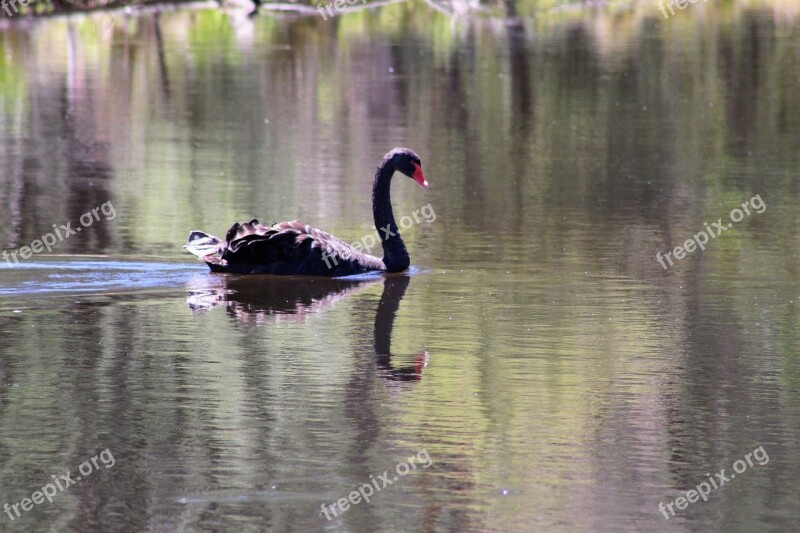 Black Swan Bird Australia Nature Elegant