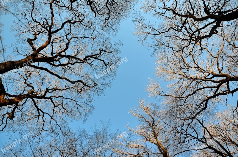 Forest Summits Nature Tree Branches