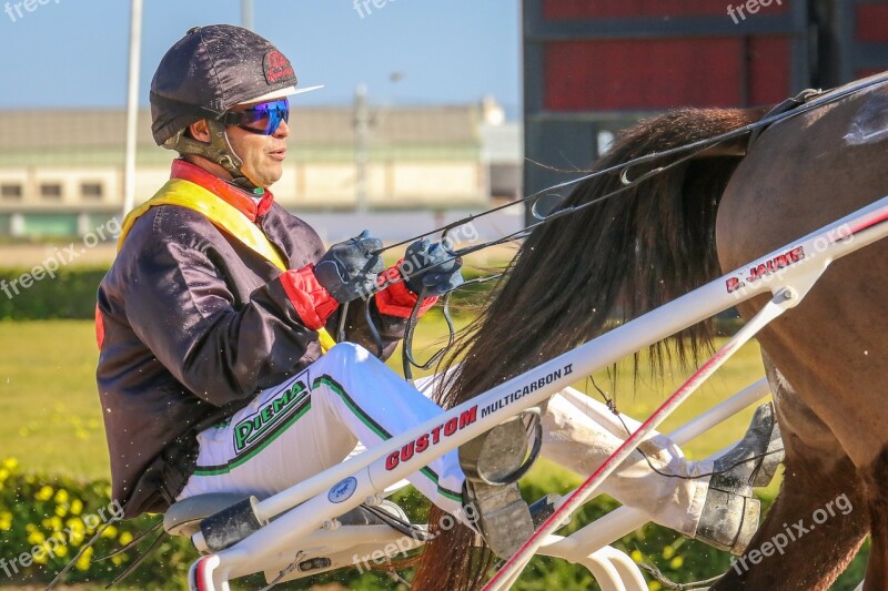 Horses Racing Trot Racecourse Animals