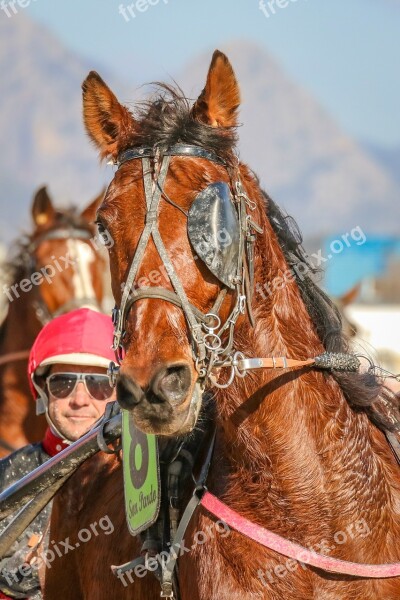 Horses Racing Trot Racecourse Animals