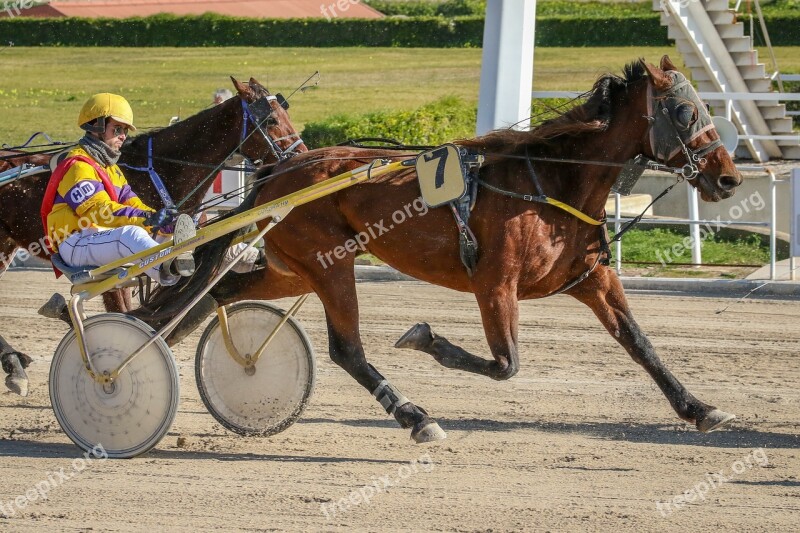 Horses Racing Trot Racecourse Animals