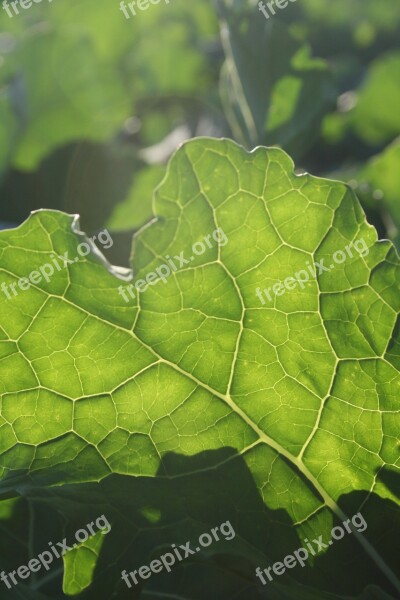 Leaf Green Backlighting Agricultural Leaf Structure