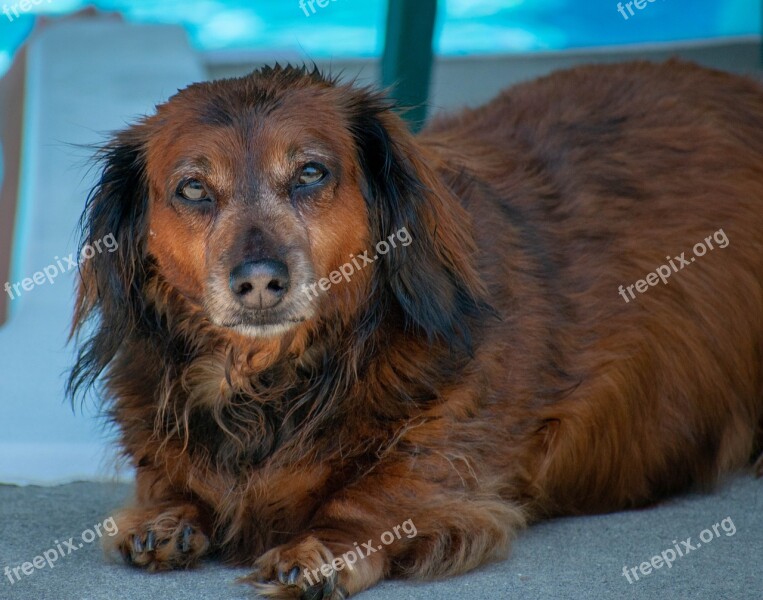 Dachshund Dog Canine Mammal Cute