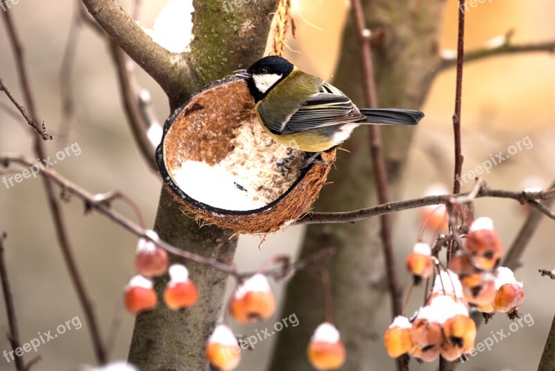 Tit Bird Winter Garden Nature