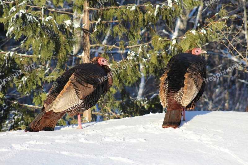 Turkey Turkeys Female Hen Duo