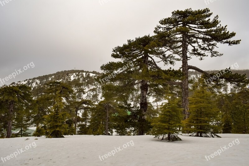 Trees Mountain Snow Winter Landscape