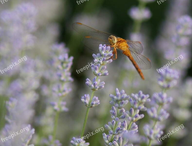 Dragonfly Lavender Insecta Nature Supplies