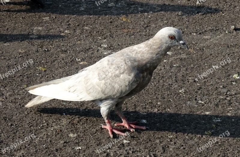 Pigeon Rock Pigeon Feral Morph Bird