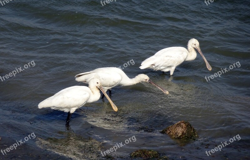 Bird Eurasian Spoonbill Common Spoonbill Platalea Leucorodia Wader