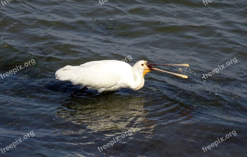 Bird Eurasian Spoonbill Common Spoonbill Platalea Leucorodia Wader