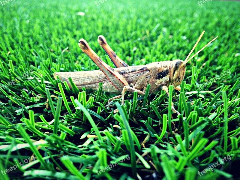 Grasshopper Grass Nature Green Insect