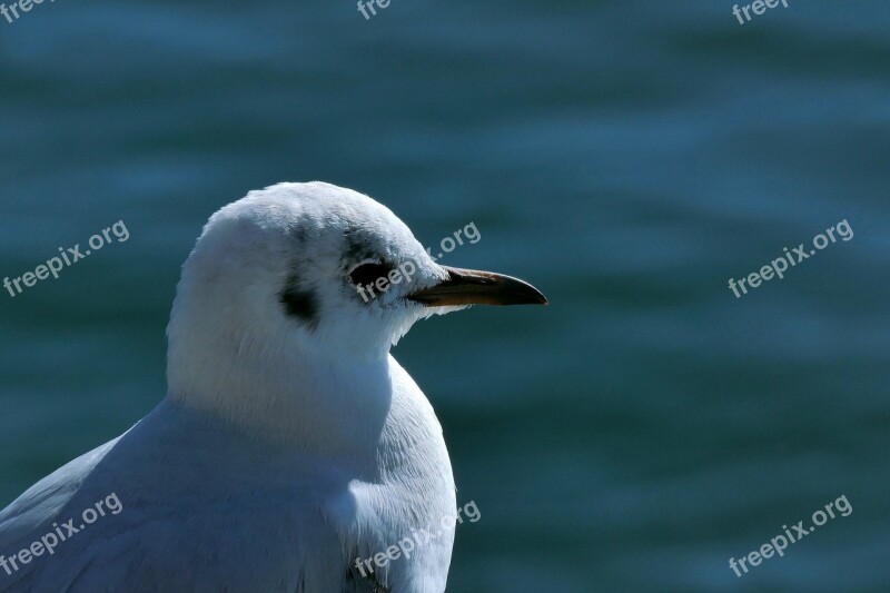 Alka Snipe Kulik Common Tern Seagull