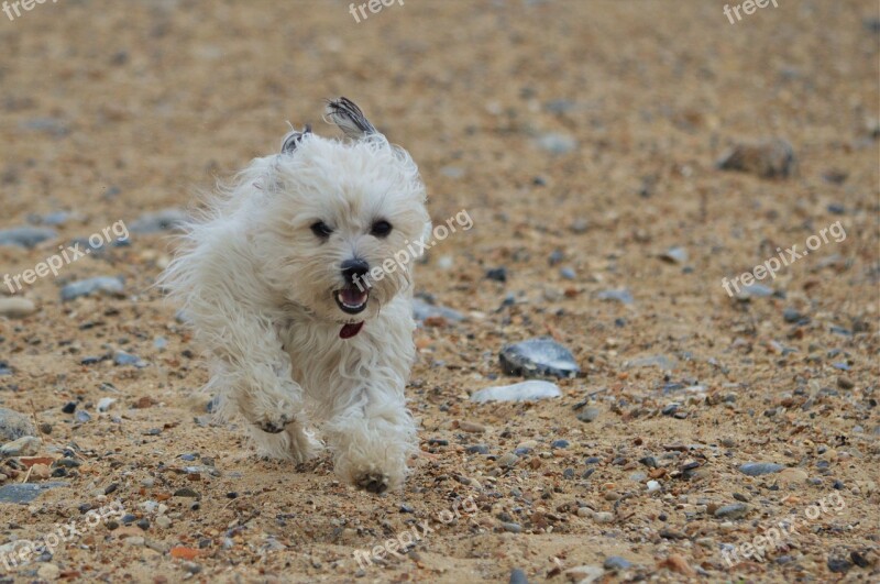 Dog Canine Running Trained Mammal