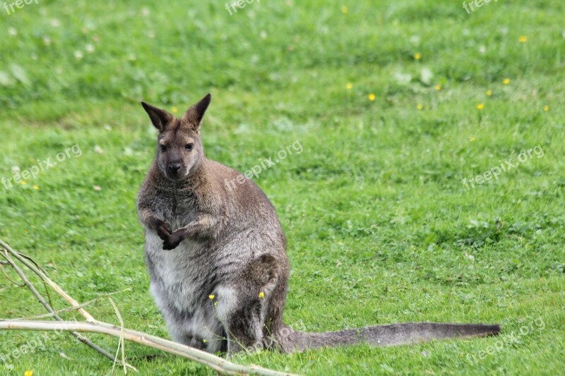 Kangaroo Thick Animal Mammal Animal World