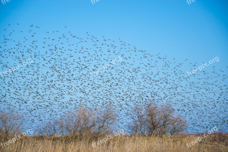 Bird Air Sky Blue Nature