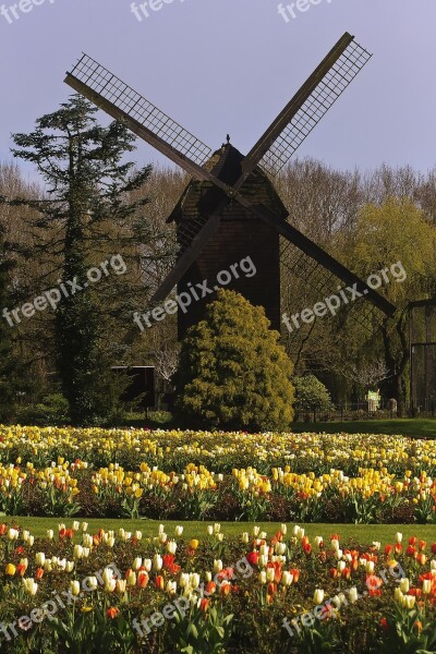 Mill Tulips Flowers Landscape Tulip