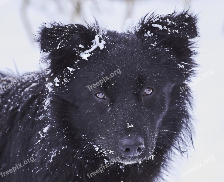 Dog Snow Black White In Winter