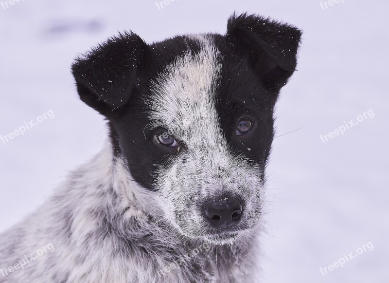 Dog Snow In Winter Portrait Eyes