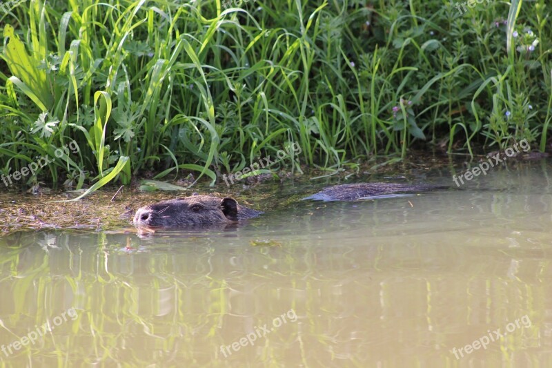 River Rat Coypu Animal Swamp Rodent