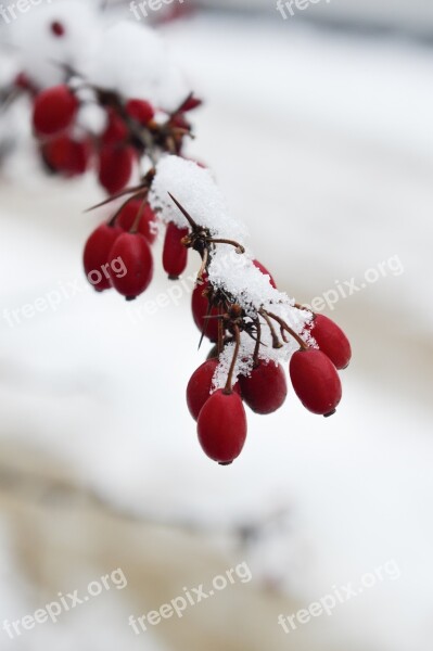 Winter Snow Hibiscus Macro Photography Free Photos