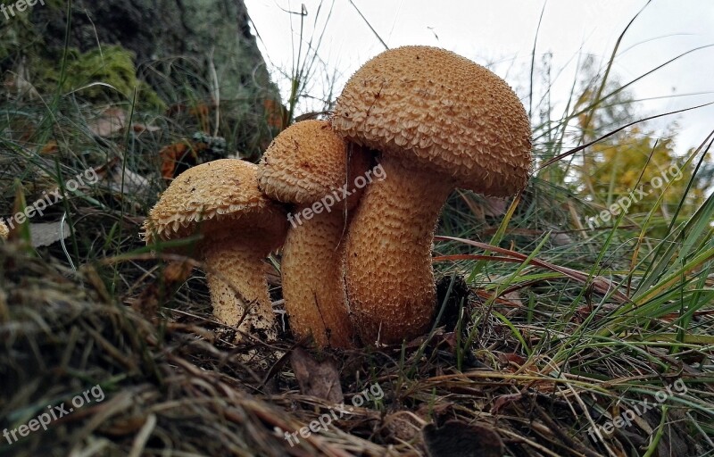 Mushrooms Mushroom Forest Moss In The Fall