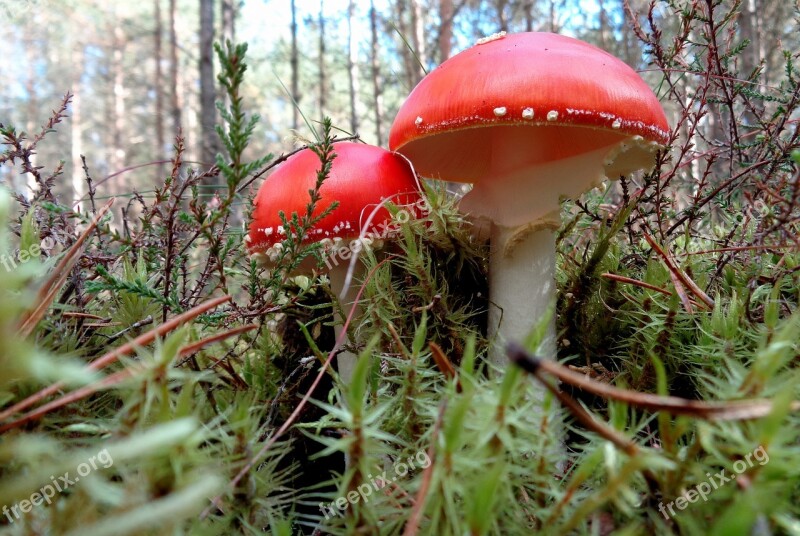 Mushrooms Mushroom Forest Moss In The Fall