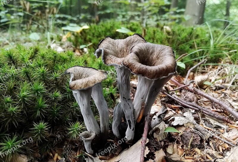 Mushrooms Mushroom Forest Moss In The Fall