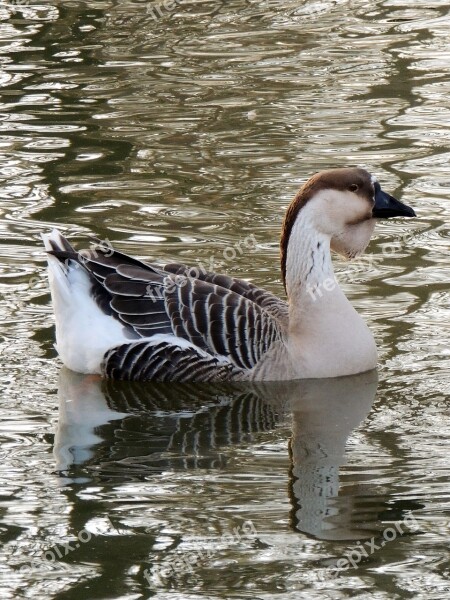 Duck Volatile Nature Animal Bird