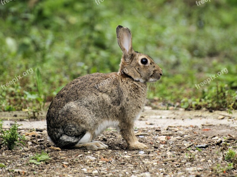 Rabbit Wildlife Sitting Listening Outdoors