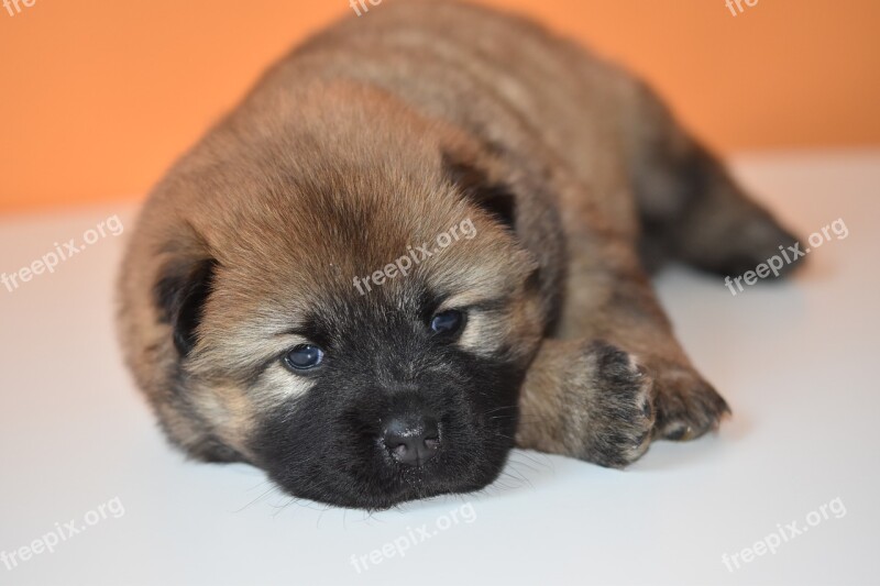 Puppy Dog Bitch Young Puppy Eurasier Puppy