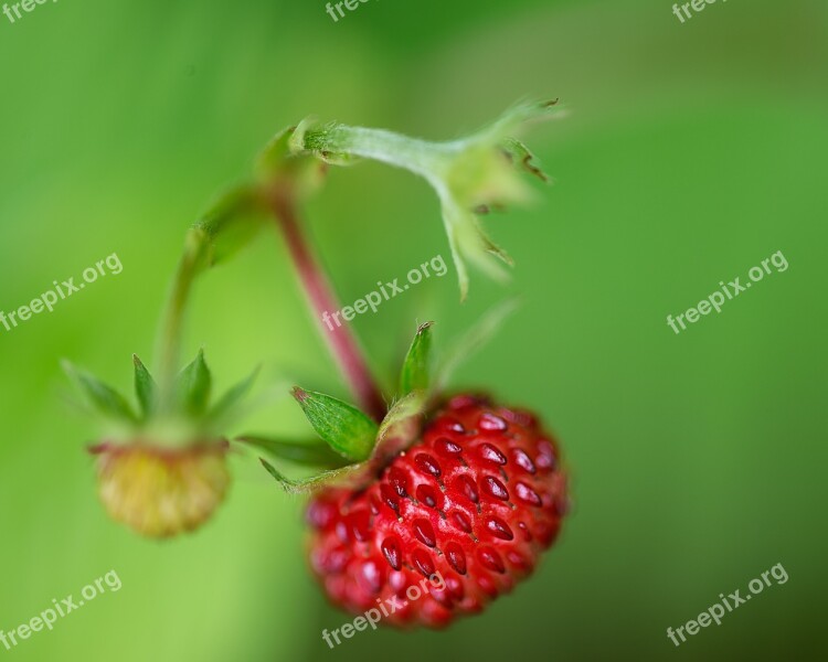 Raspberry Nature Fruit Red Ripe