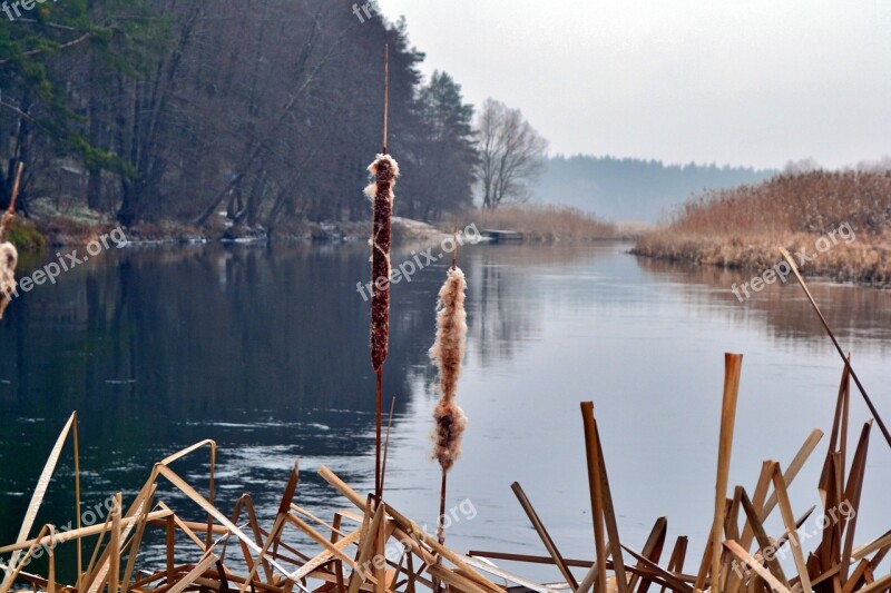 Reed River Nature Landscape Water