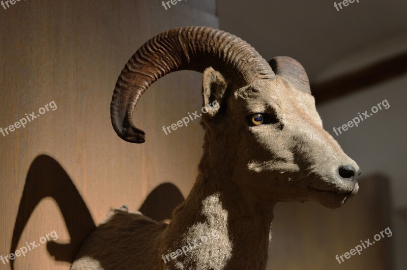 Specimen Biology Museum Ram Head