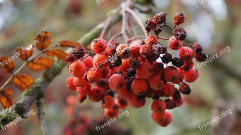 Rowan Autumn Rowanberries Ash Orange