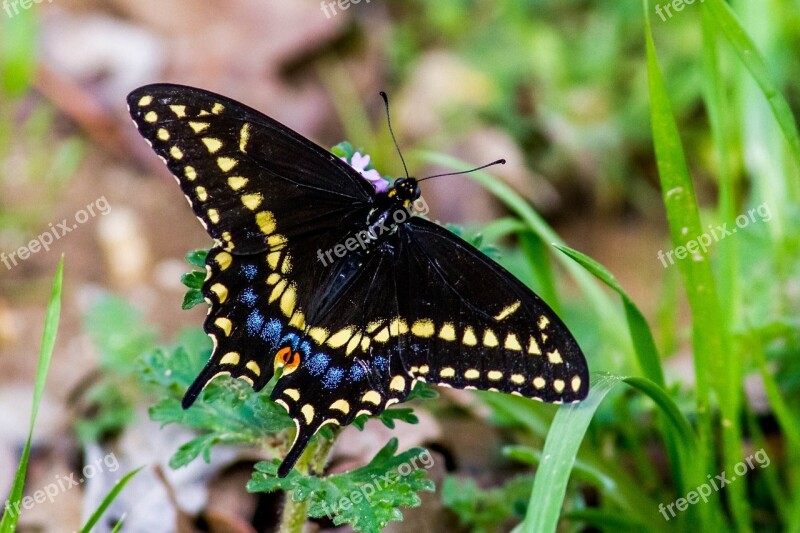 Butterfly Insect Black Plant Wings