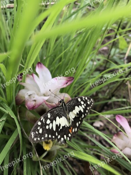 Butterflies Natural Nature Animals Insects