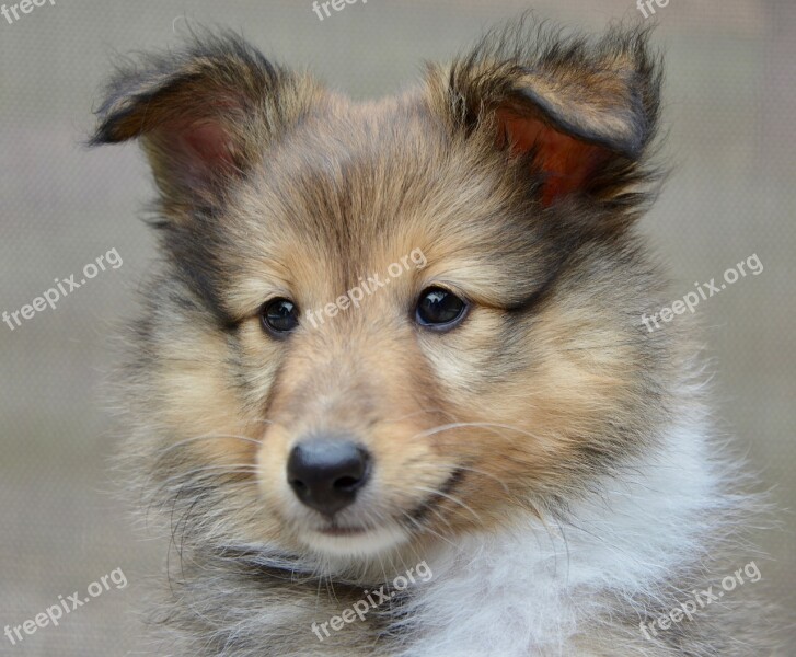 Dog Dog Shetland Sheepdog Pup Puppy Dog Toby