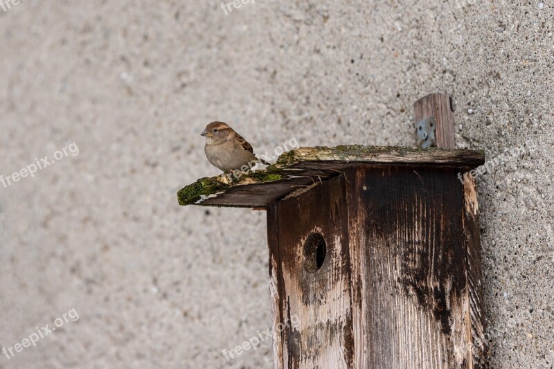 Sparrow Aviary Sperling Bird Nature