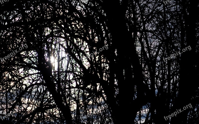 Backlighting Branch Tree Forest Leaves