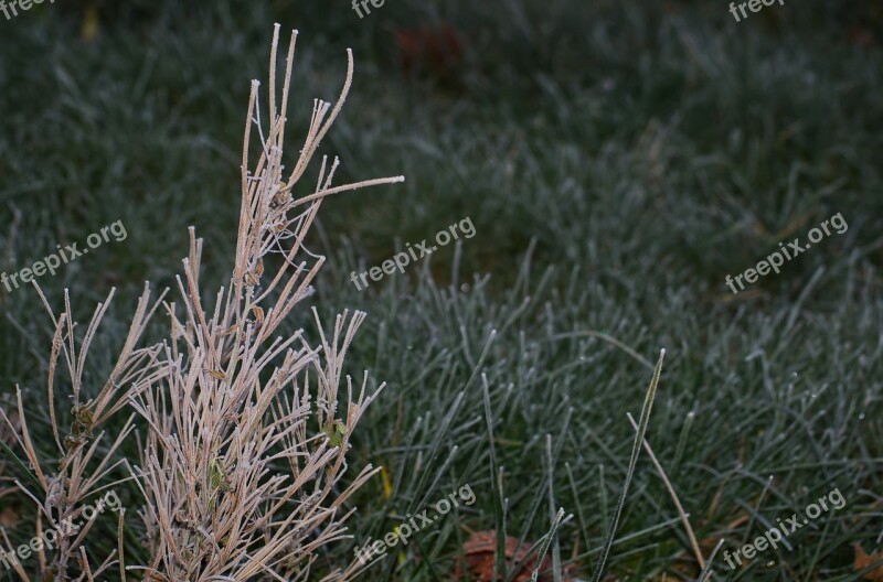 Plant Winter Ice Frost Nature