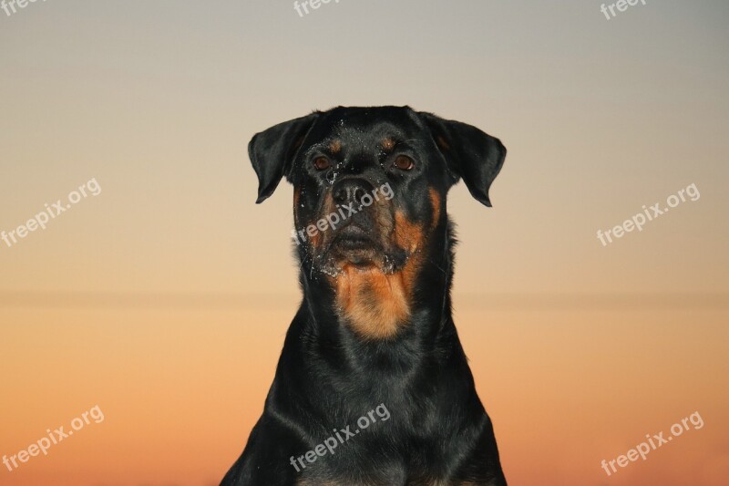 Rottweiler Dog Sunset Pet Evening