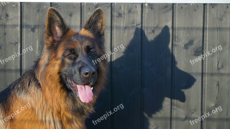 Schäfer Dog German Shepherd Old German Shepherd Dog Dog Animal