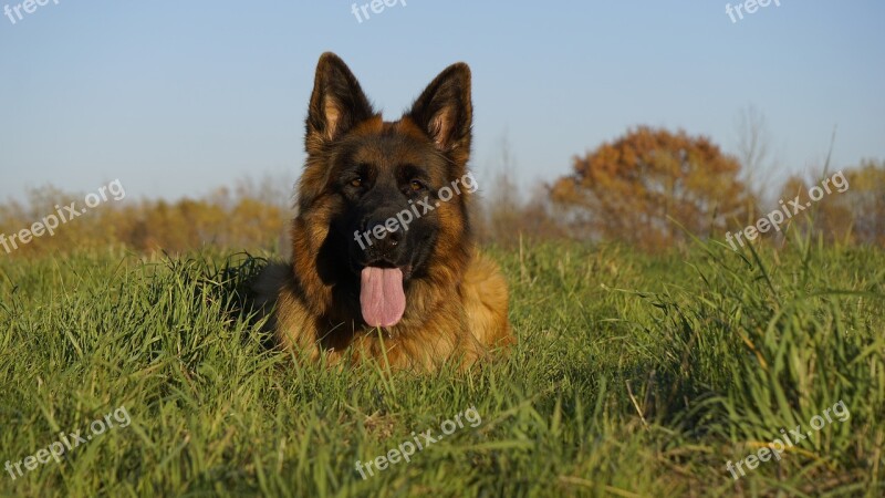 Schäfer Dog German Shepherd Old German Shepherd Dog Dog Animal