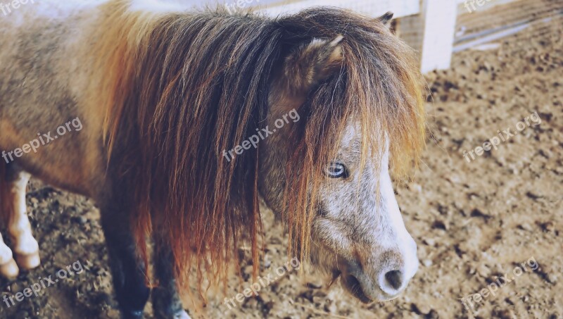 Horses Pony Animals Small Dwarf