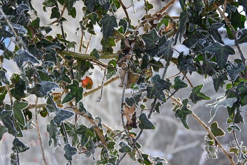 Ivy On The Fence Winter Nature Winter Frost