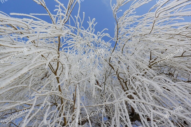 Frost Icing The Branches Of The Trees Winter Rime