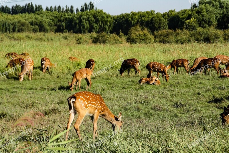 Deer Animal Mammal Wild Zoo