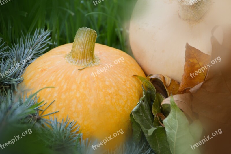 Vegetables Pumpkin Orange Food Fall