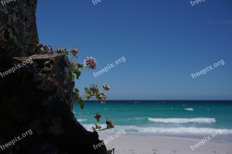 Beach Flower Tasmania Friendly Beach Nature