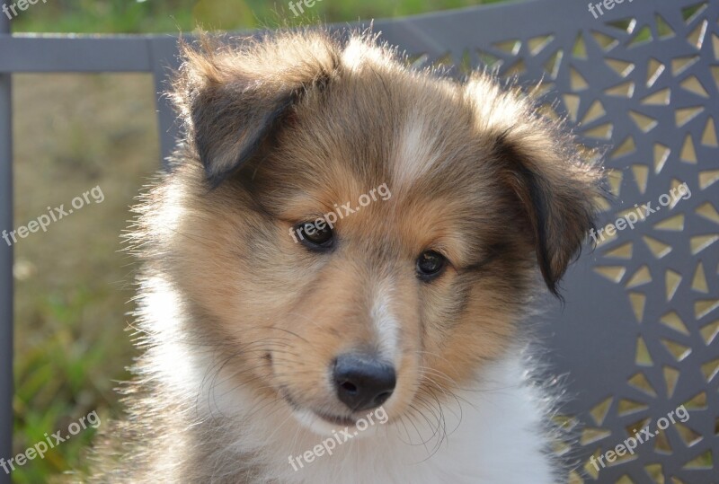 Dog Bitch Shetland Sheepdog Oubie Color Fawn With Black Overlay Dog Portrait